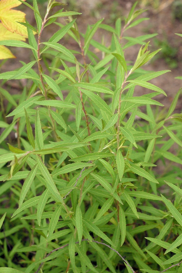 Изображение особи Spiraea thunbergii.