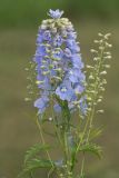 Delphinium &times; phoeniceum