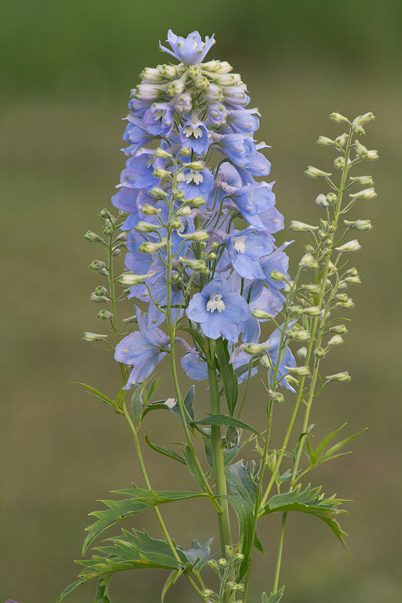 Изображение особи Delphinium &times; phoeniceum.