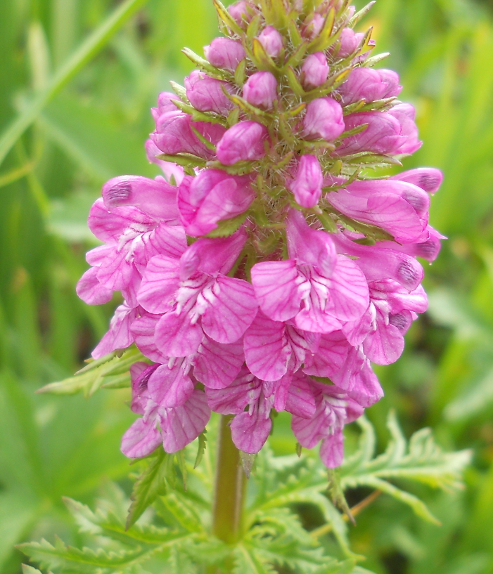 Image of Pedicularis macrochila specimen.