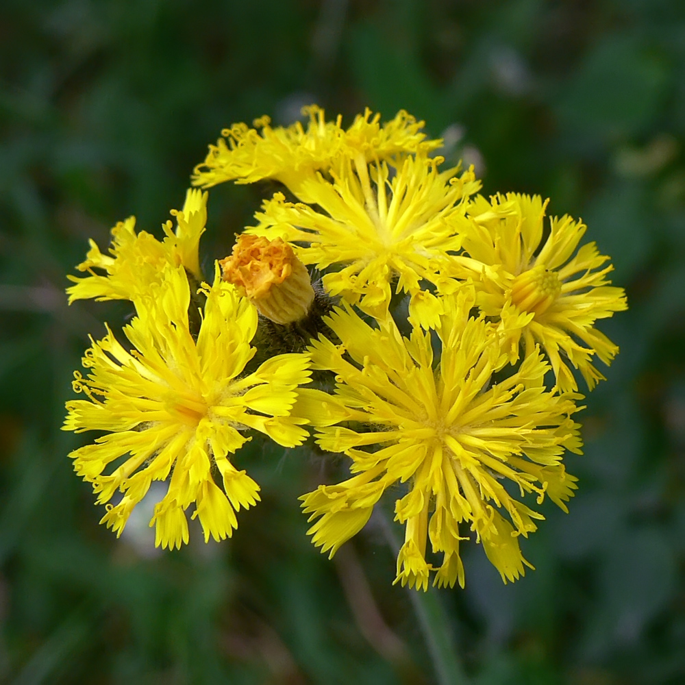 Image of genus Pilosella specimen.