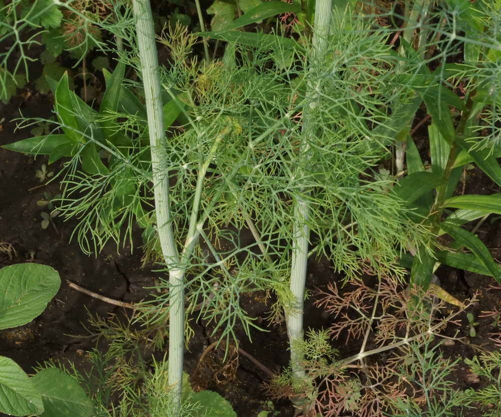 Изображение особи Anethum graveolens.