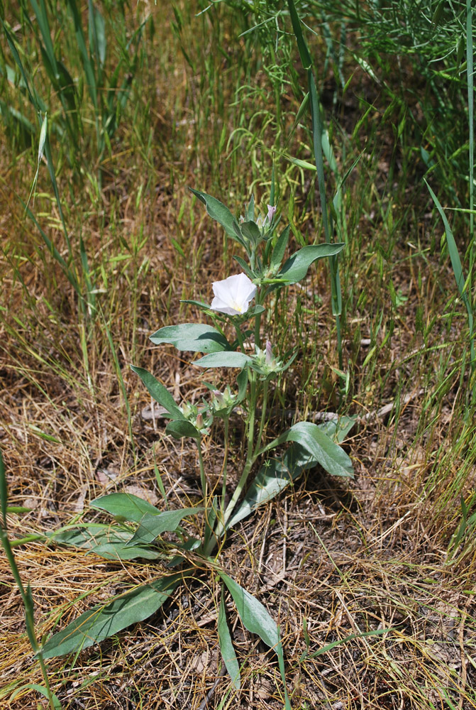 Image of Convolvulus lineatus specimen.