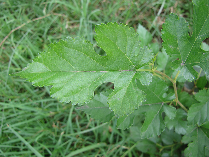 Image of Morus alba specimen.