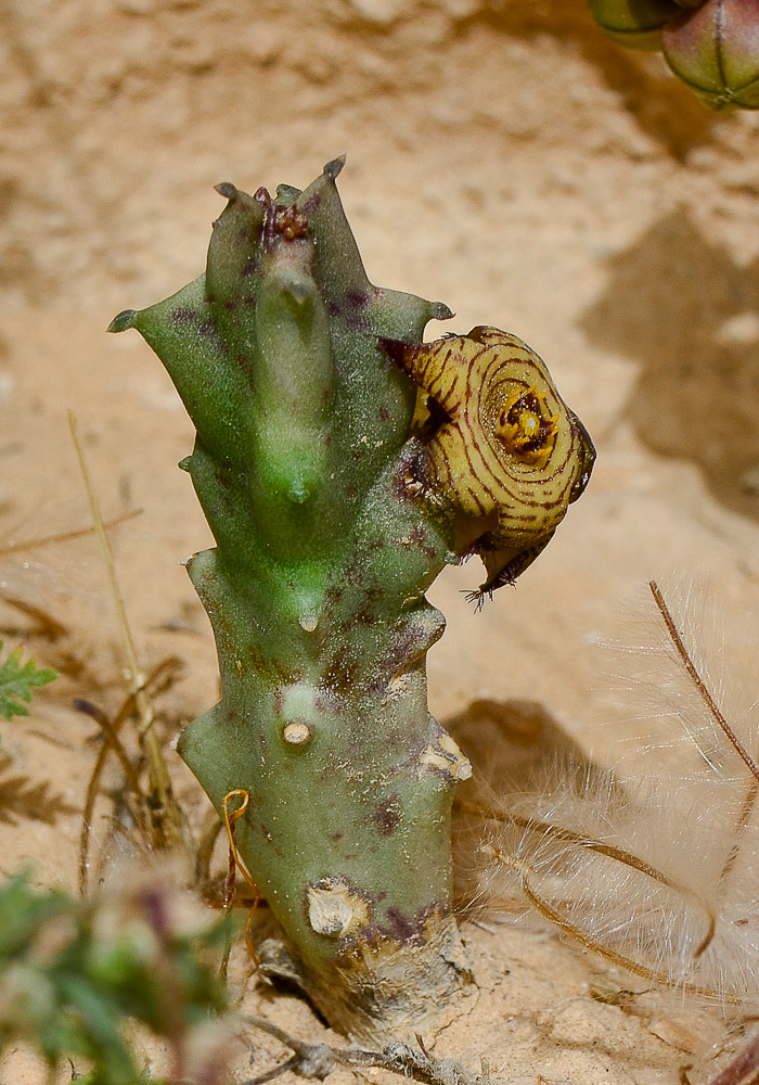 Изображение особи Caralluma europaea.