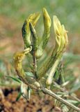 Astragalus bossuensis