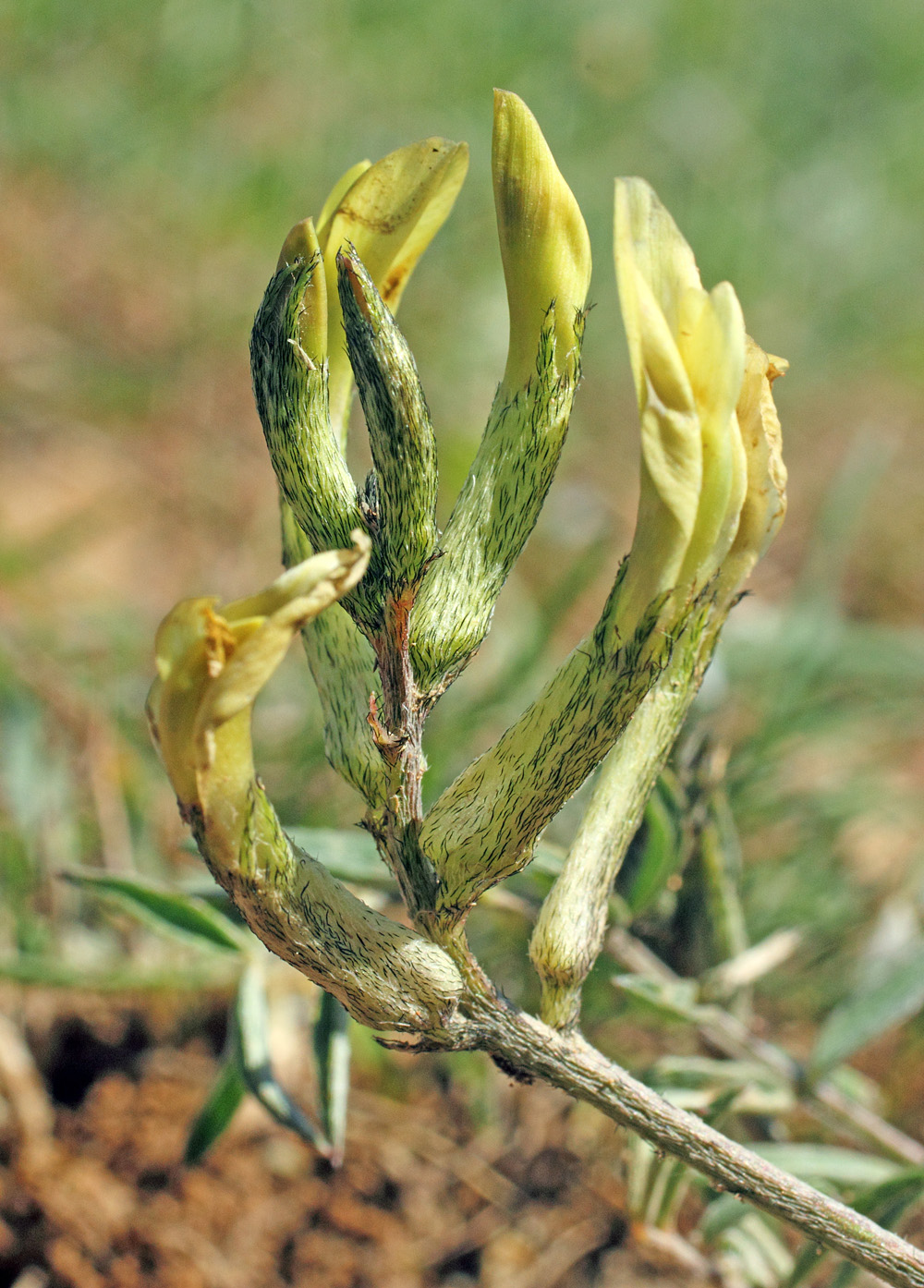 Image of Astragalus bossuensis specimen.