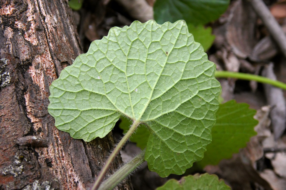Image of Alliaria petiolata specimen.