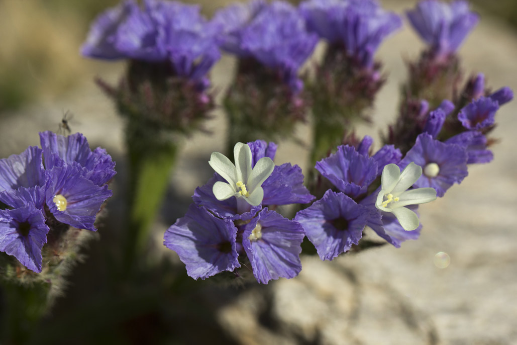 Image of Limonium sinuatum specimen.