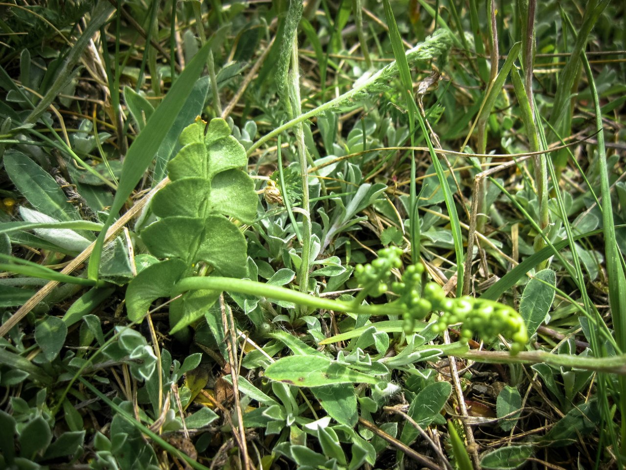 Изображение особи Botrychium lunaria.