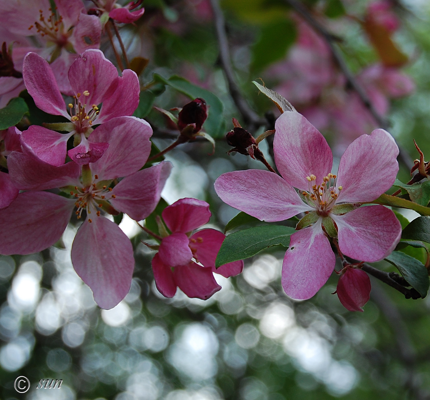 Image of Malus × purpurea specimen.