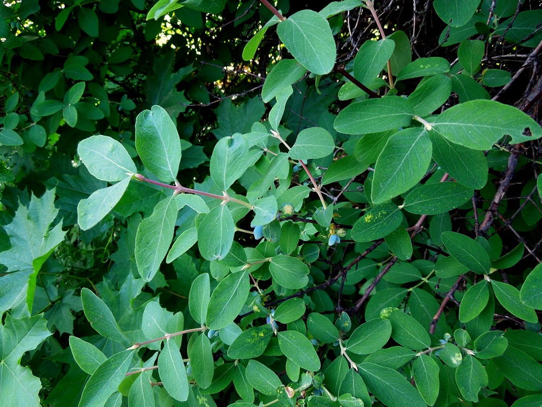 Image of Lonicera altaica specimen.