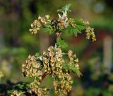 Ribes rubrum