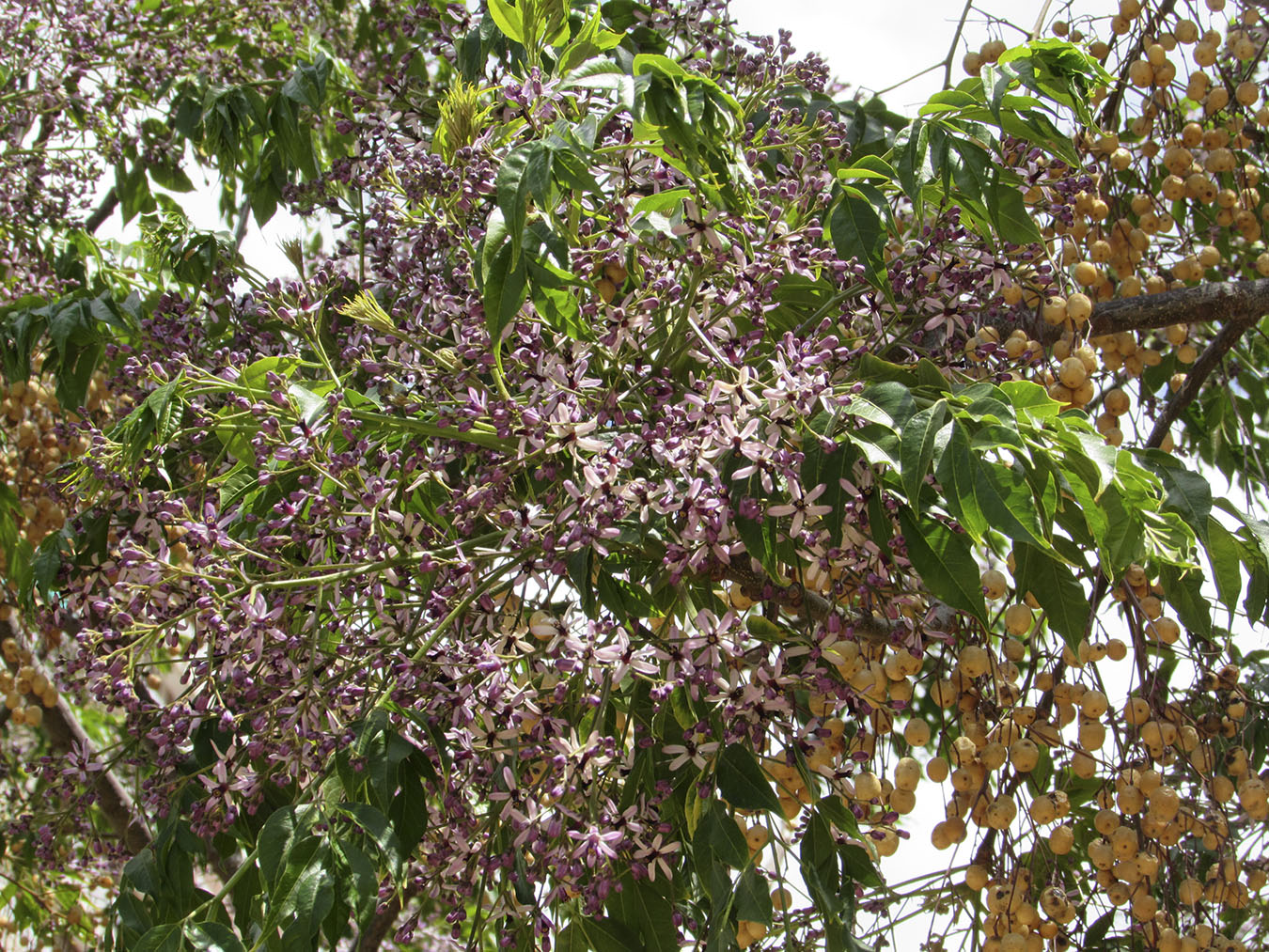 Image of Melia azedarach specimen.