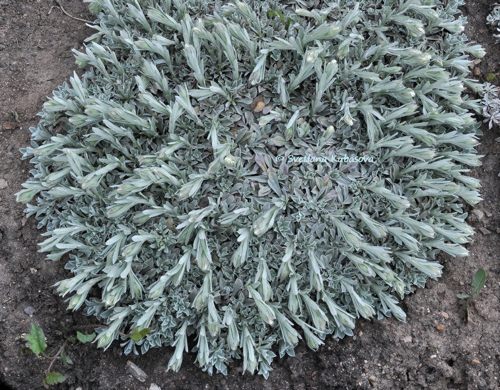 Image of Antennaria dioica specimen.