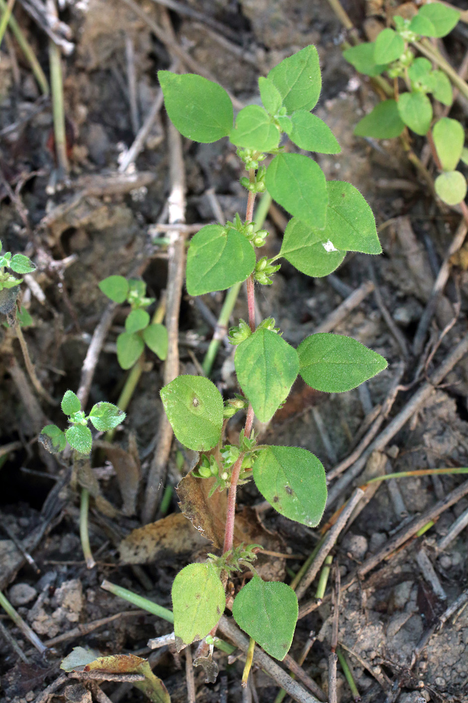 Изображение особи Parietaria chersonensis.