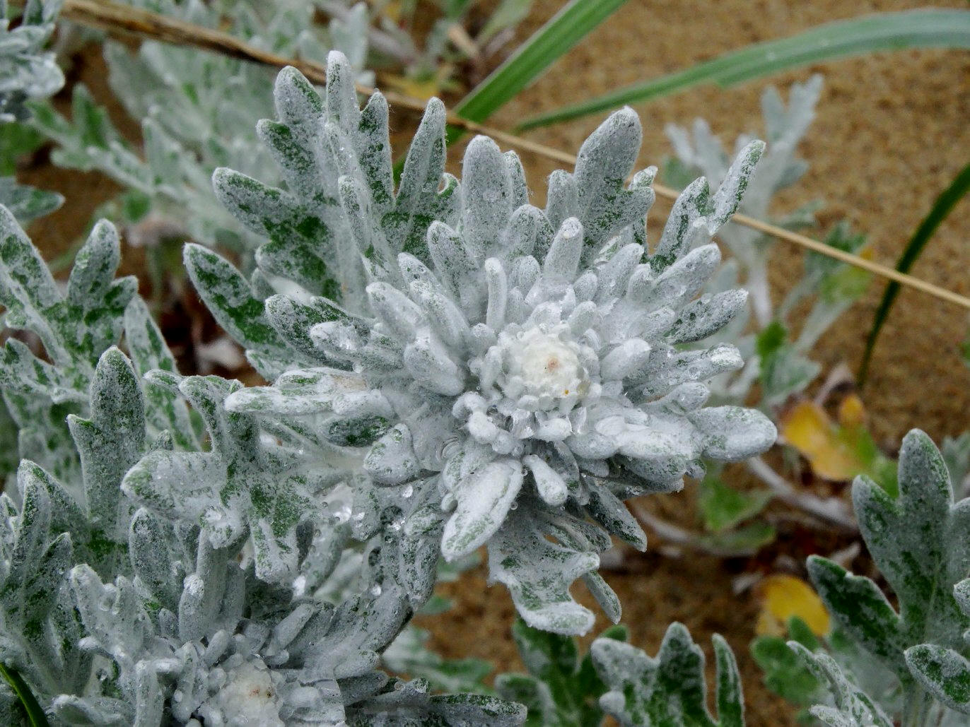 Image of Artemisia stelleriana specimen.