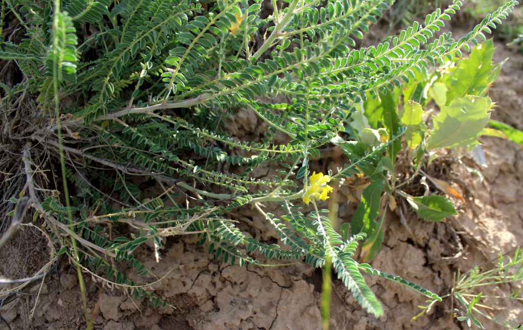 Изображение особи Astragalus basineri.