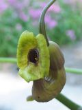 Aristolochia macrophylla