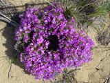 Oxytropis aciphylla