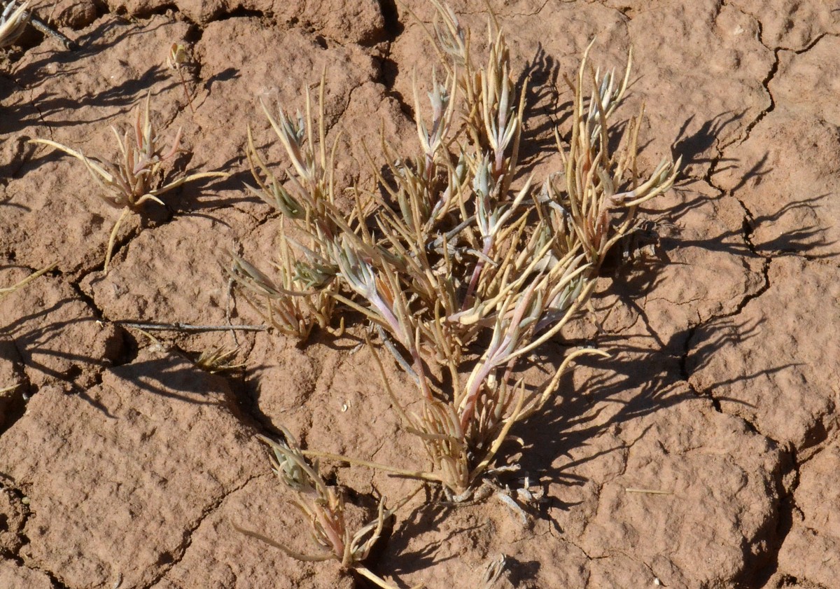 Image of Petrosimonia brachiata specimen.