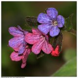 Pulmonaria obscura. Соцветие. Республика Татарстан, г. Казань, памятник природы \"Карьерный овраг\". 09.05.2007.