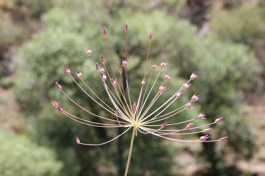 Image of Allium iliense ssp. nuratense specimen.