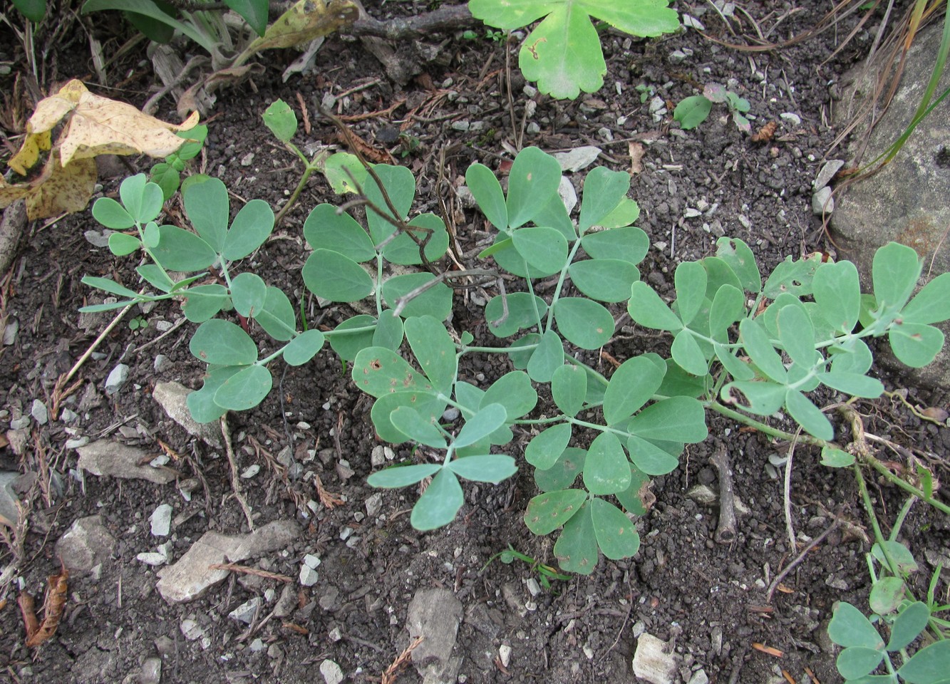 Изображение особи семейство Fabaceae.