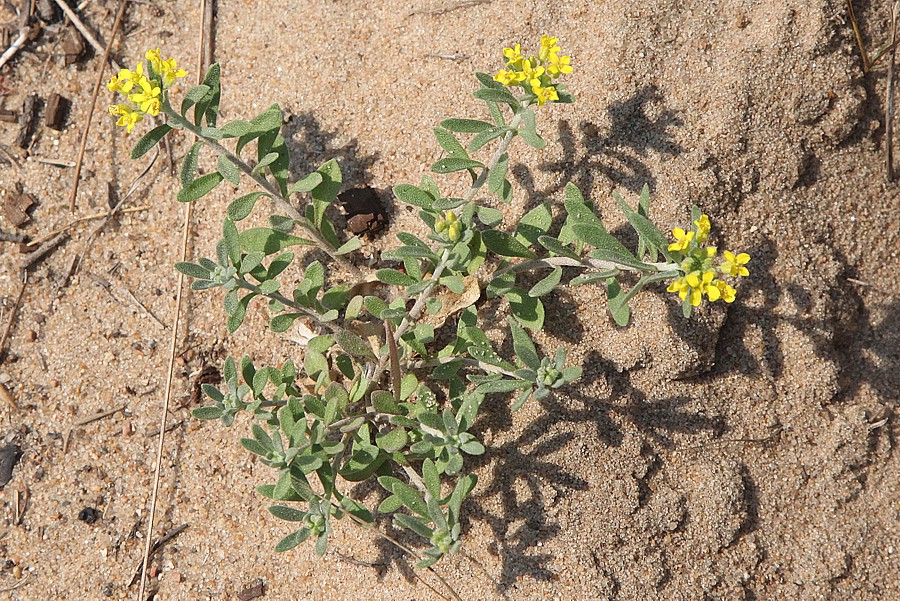 Image of Alyssum gmelinii specimen.