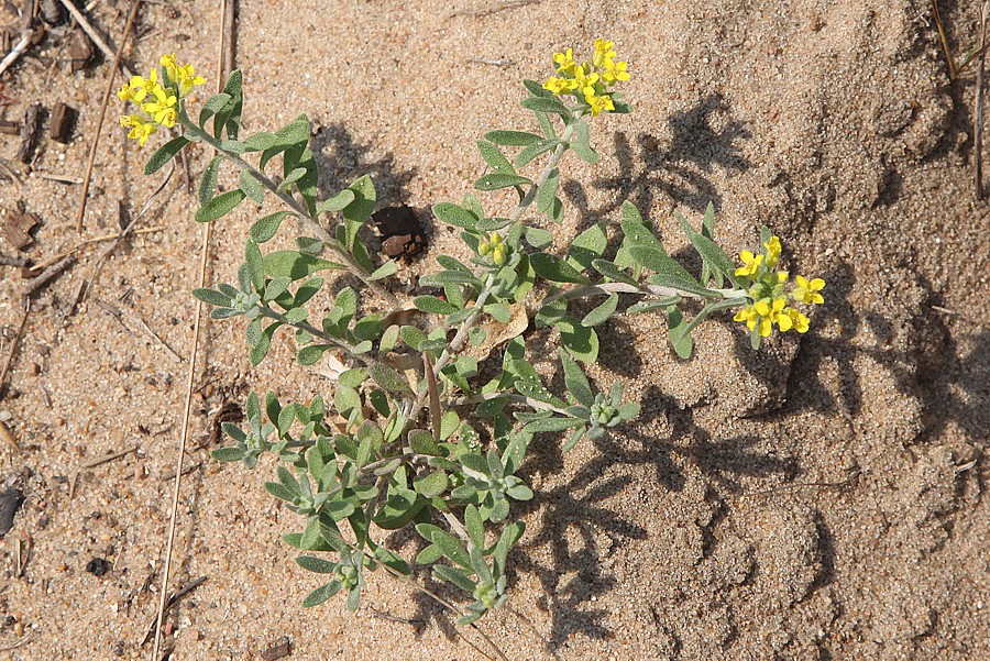 Изображение особи Alyssum gmelinii.