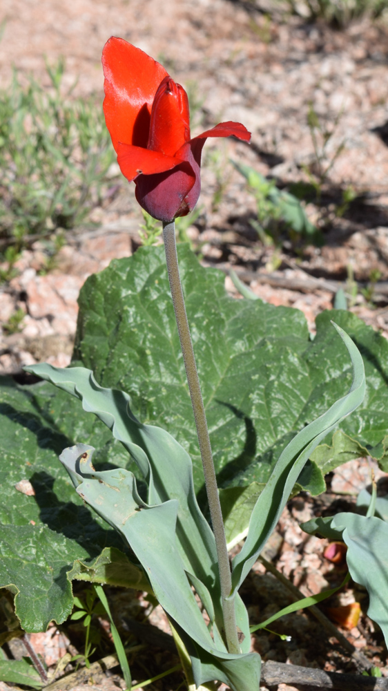 Изображение особи Tulipa butkovii.