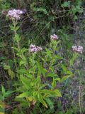 Eupatorium cannabinum