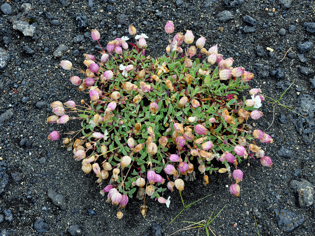 Image of Oberna uniflora specimen.