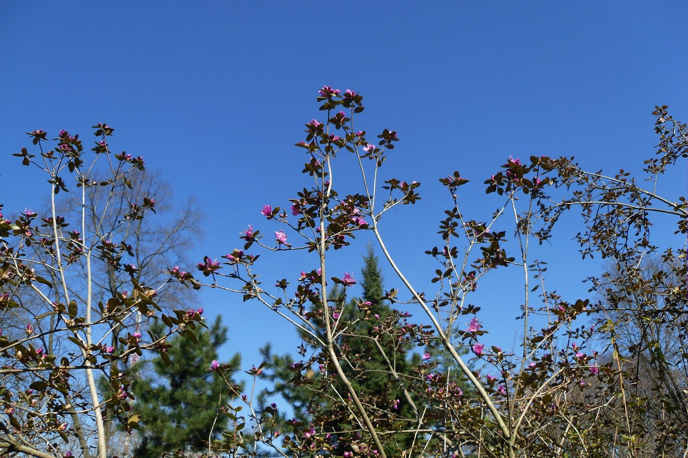 Изображение особи Rhododendron ledebourii.