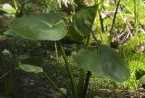 Calla palustris