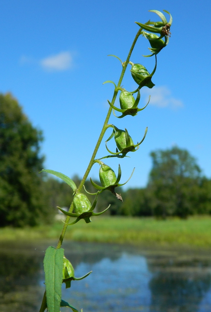 Image of Campanula rapunculoides specimen.