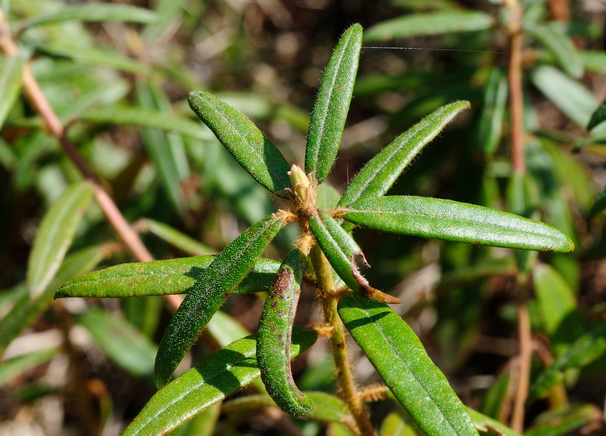 Image of Ledum hypoleucum specimen.