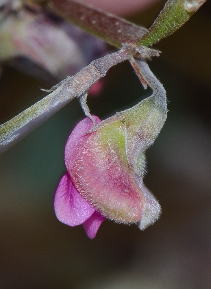 Изображение особи Tephrosia apollinea.