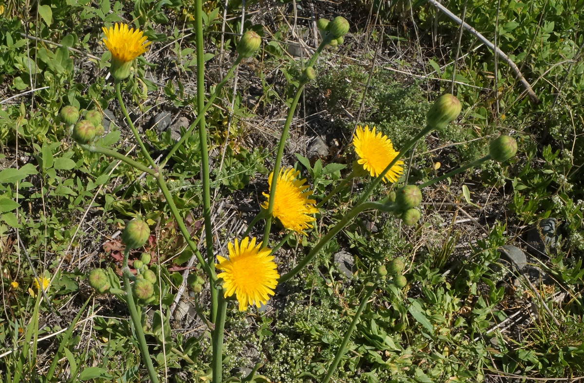 Image of Sonchus arvensis ssp. uliginosus specimen.