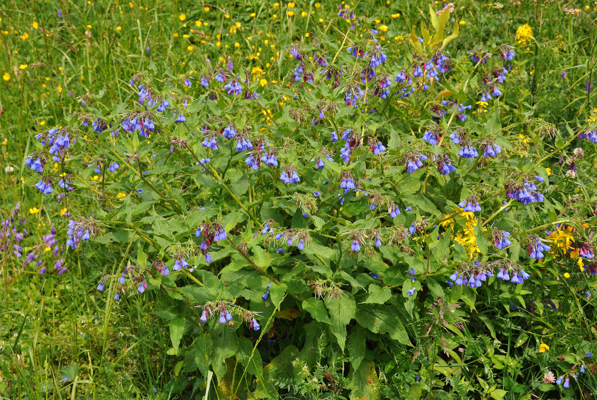 Изображение особи Symphytum asperum.