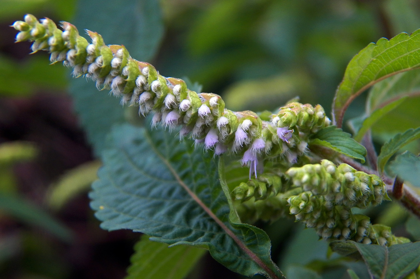 Изображение особи Elsholtzia ciliata.