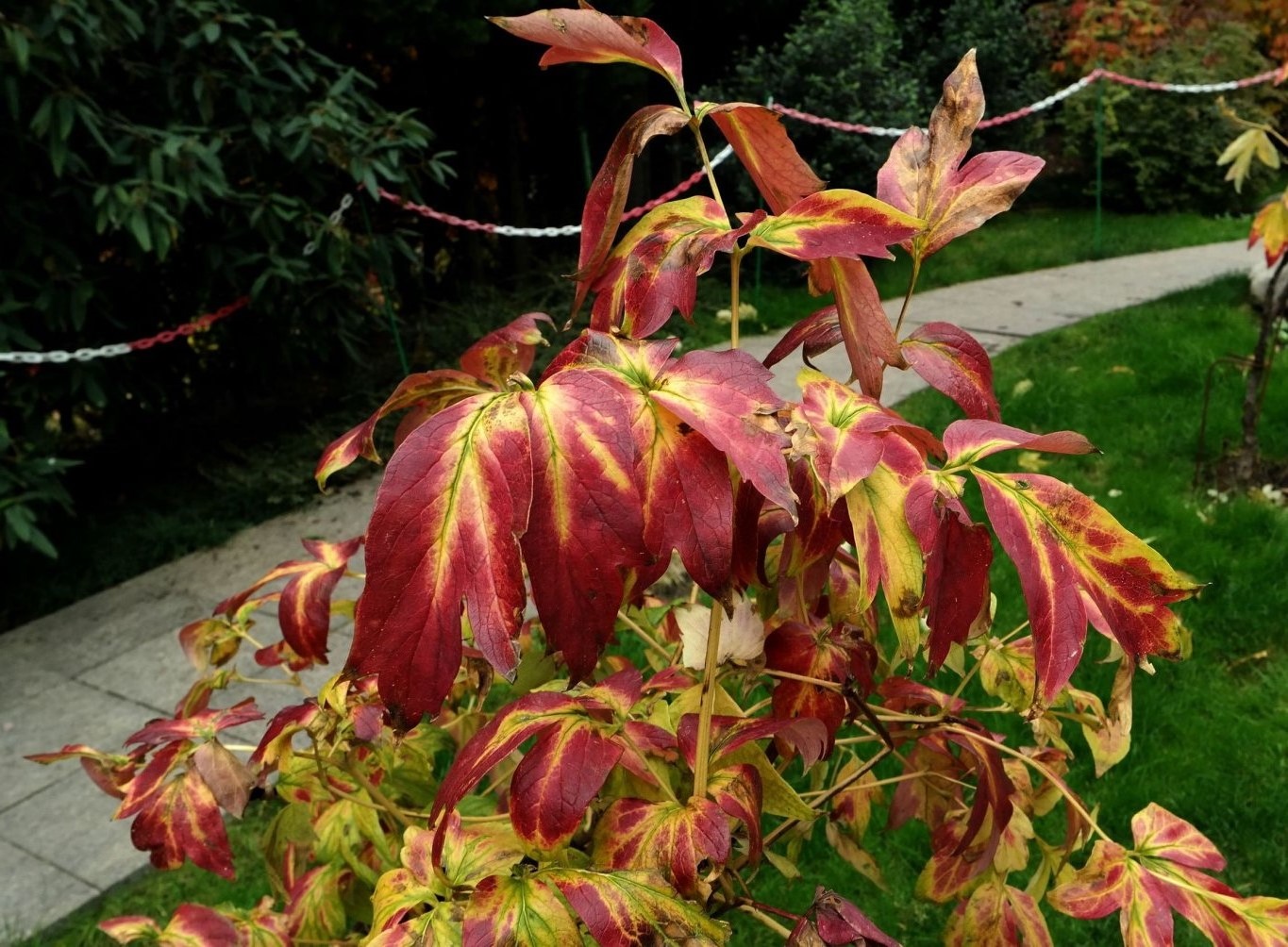 Image of Paeonia suffruticosa specimen.