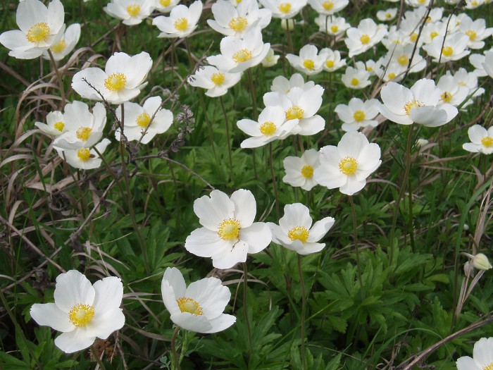 Изображение особи Anemone sylvestris.