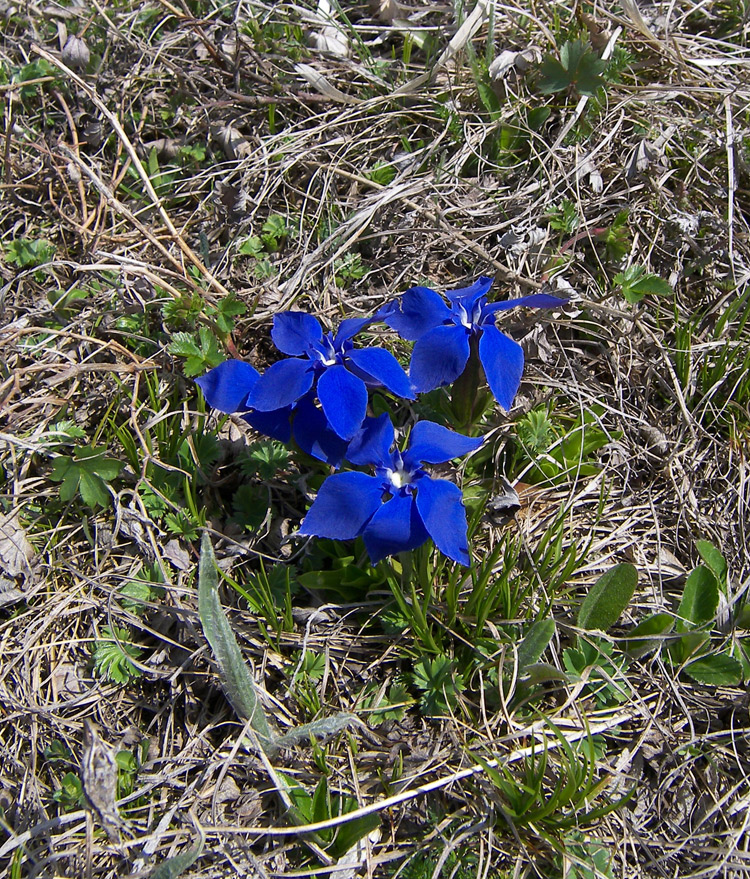 Изображение особи Gentiana angulosa.