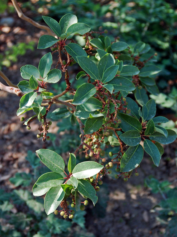 Изображение особи Arbutus andrachne.