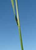 Trisetum flavescens