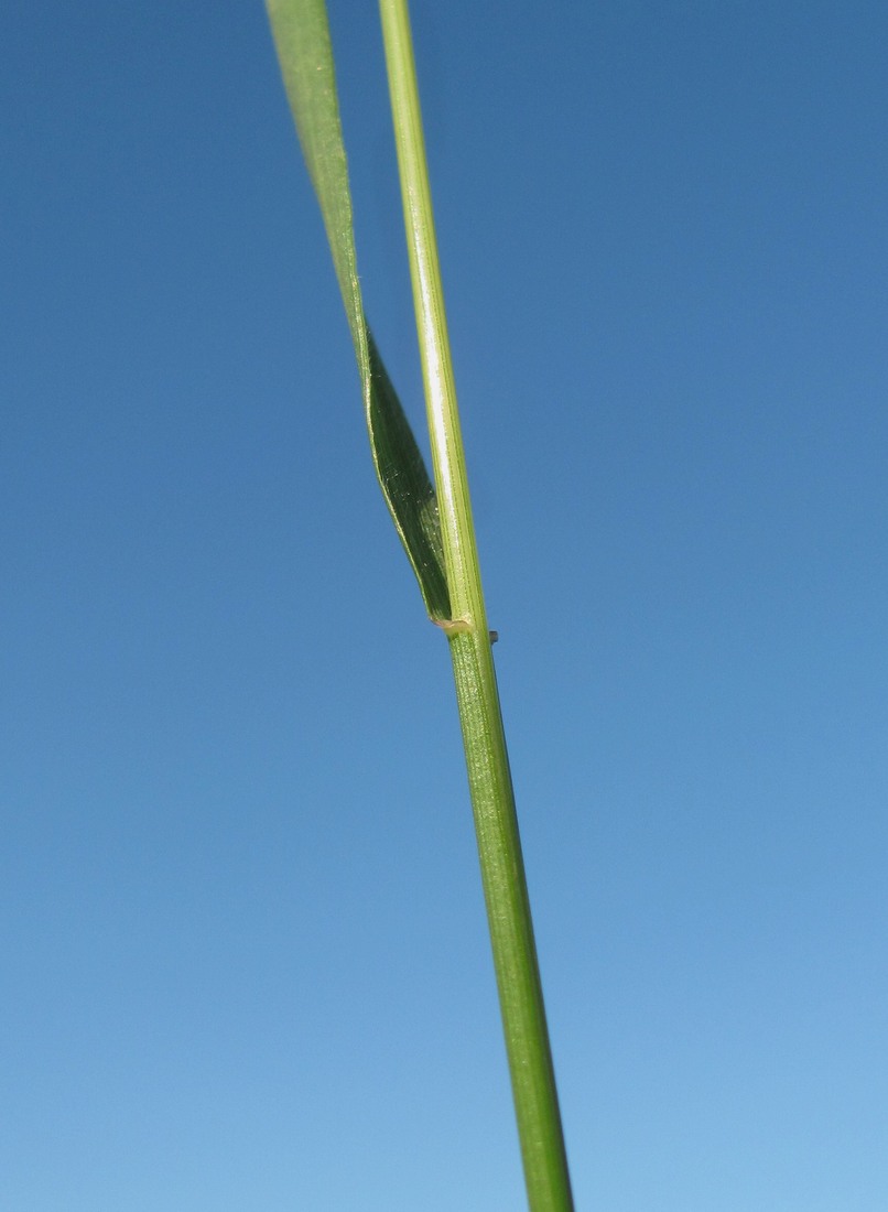 Image of Trisetum flavescens specimen.