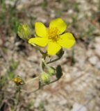 Helianthemum canum