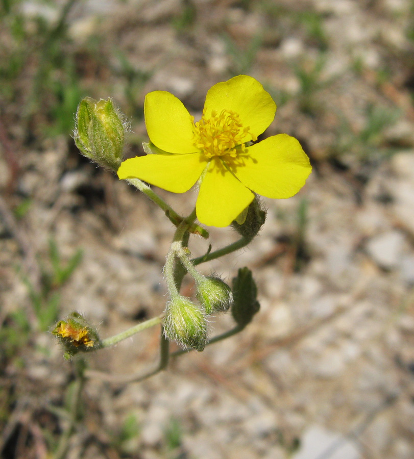 Изображение особи Helianthemum canum.