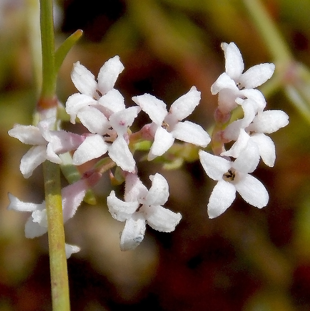 Image of Asperula lipskyana specimen.